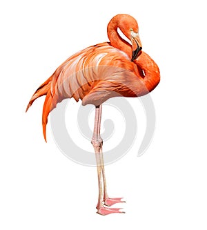 Pink flamingo on white background