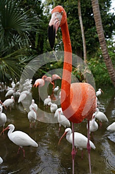 Pink Flamingo with white birds in the water