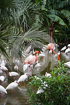 Pink Flamingo with white birds in the water