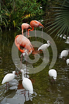 Pink Flamingo with white birds in the water