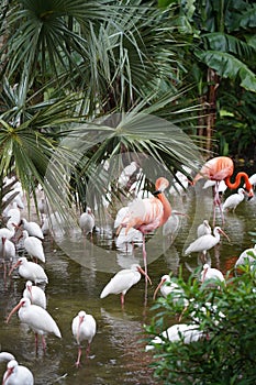 Pink Flamingo with white birds in the water