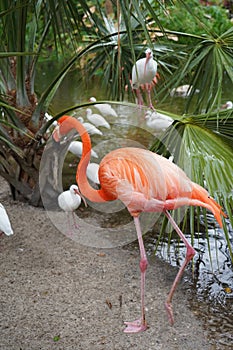 Pink Flamingo with white birds in the water