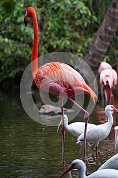 Pink Flamingo with white birds in the water