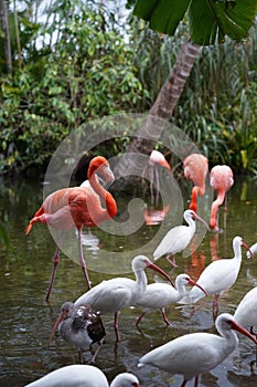 Pink Flamingo with white birds in the water