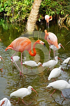 Pink Flamingo with white birds in the water