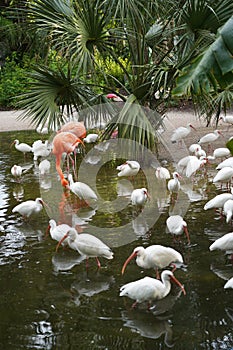 Pink Flamingo with white birds in the water