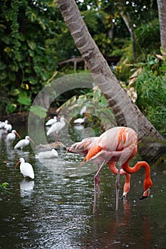 Pink Flamingo with white birds in the water