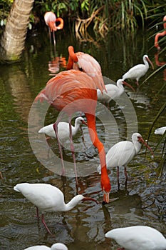 Pink Flamingo with white birds in the water