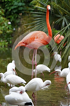 Pink Flamingo with white birds in the water