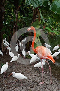 Pink Flamingo with white birds in the water