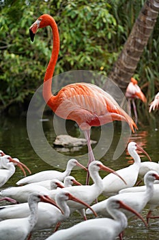 Pink Flamingo with white birds in the water