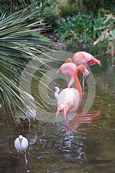 Pink Flamingo with white birds in the water
