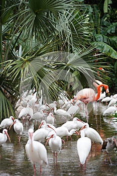 Pink Flamingo with white birds in the water