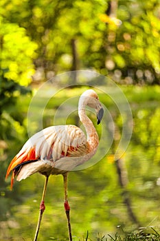 Pink flamingo in the wild