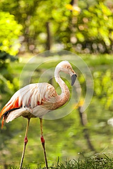 Pink flamingo in the wild