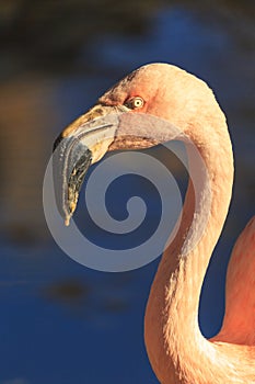 Pink flamingo in the wild