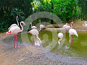 Pink flamingo in the zoo