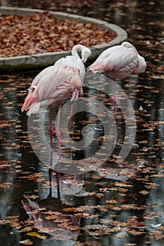 Pink flamingo at zoo. Autumn wild bird reflection