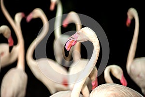 Pink flamingo in zoo Thailand.