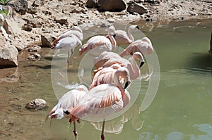 Pink flamingoes