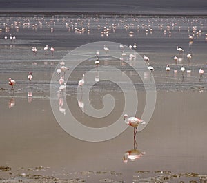 Pink Flamingoes in the altiplano lake, altitude lake in Sur Lipez