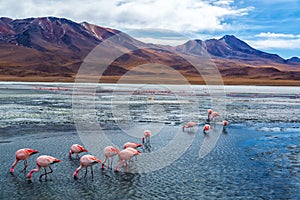 Pink Flamingoes in Bolivia