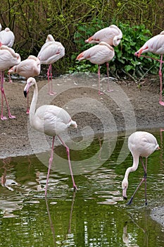 Pink Flamingoes in captivity