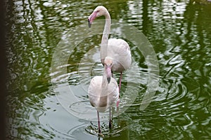 Pink Flamingoes in captivity