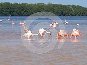 Pink Flamingoes in Celestun Mexico