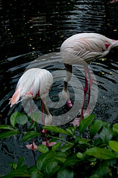 Pink flamingoes eating fish at the Thao Cam VIen park in VietNam