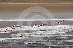 Pink flamingoes in lagoon Colorada, Altiplano, Bolivia