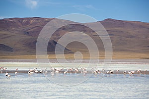 Pink flamingoes in lagoon Colorada, Altiplano, Bolivia