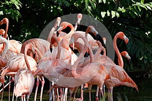 Pink Flamingoes, Pink Flocking together