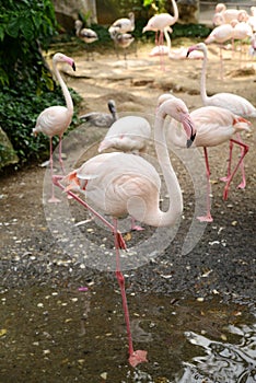 Pink flamingoes walking at zoopark