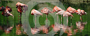 Pink Flamingos