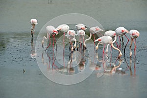 Pink flamingos