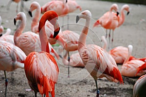 Pink flamingos