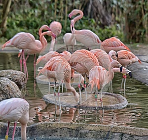 Pink flamingos