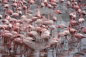 Pink Flamingos