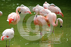 Pink flamingos photo