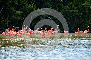 Pink flamingos