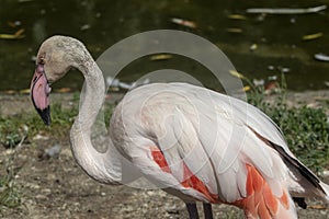 Pink flamingos against green background