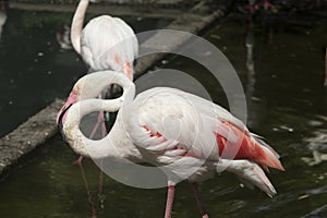 Pink flamingos against green background