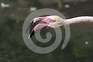 Pink flamingos against green background