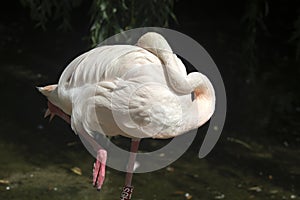 Pink flamingos against green background