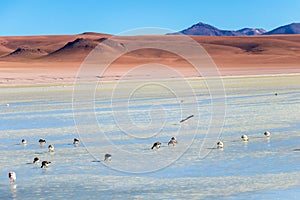 Altiplanic Laguna, Salty Lake, with flamingos, among the most important travel destination in Bolivia