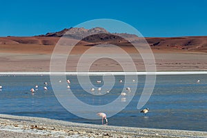 Altiplanic Laguna, Salty Lake, with flamingos, among the most important travel destination in Bolivia