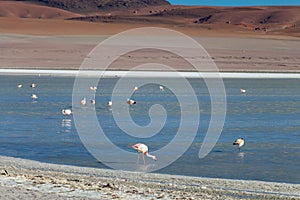 Altiplanic Laguna, Salty Lake, with flamingos, among the most important travel destination in Bolivia