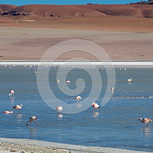 Altiplanic Laguna, Salty Lake, with flamingos, among the most important travel destination in Bolivia