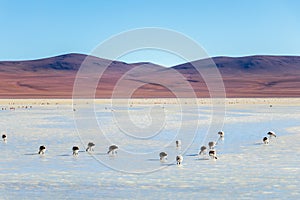 Altiplanic Laguna, Salty Lake, with flamingos, among the most important travel destination in Bolivia